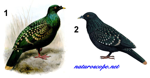 Genre Caloenas Caloenas maculata, nicobar ponctué